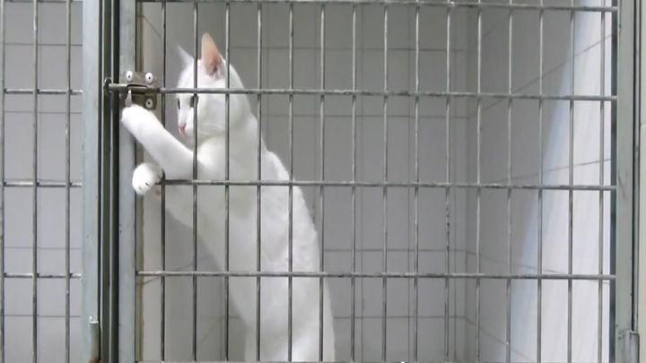 Животные, которые ведут себя как люди Животные, которые ведут себя как люди