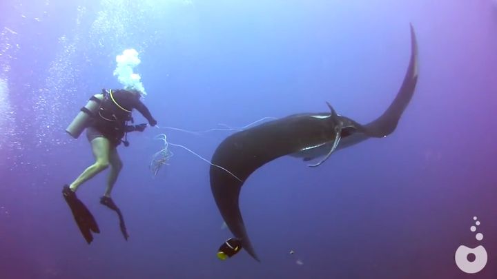 Дайверы спасли морского дьявола Дайверы спасли морского дьявола