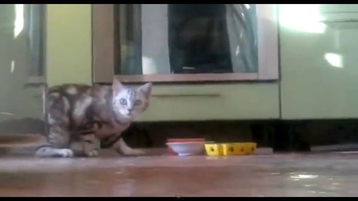Стеснительный котик Стеснительный котик