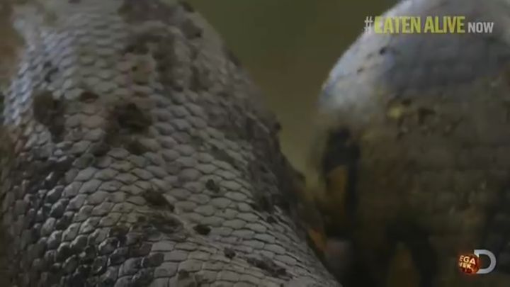 Анаконде не удалось съесть ученого Анаконде не удалось съесть ученого
