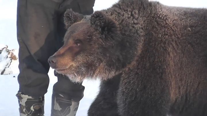 Ручной медвежонок Яшка Ручной медвежонок Яшка