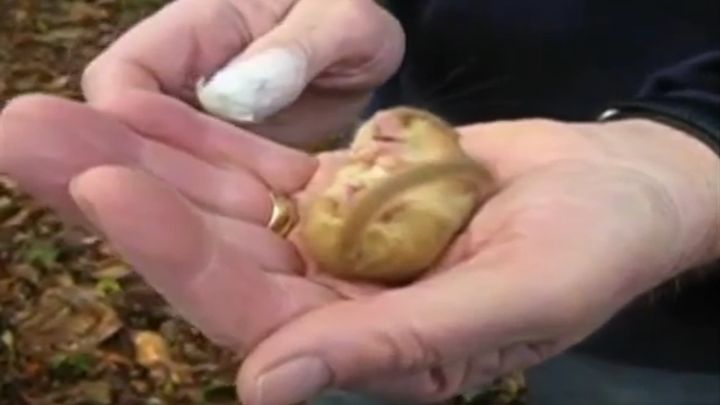 Маленький соня Маленький соня
