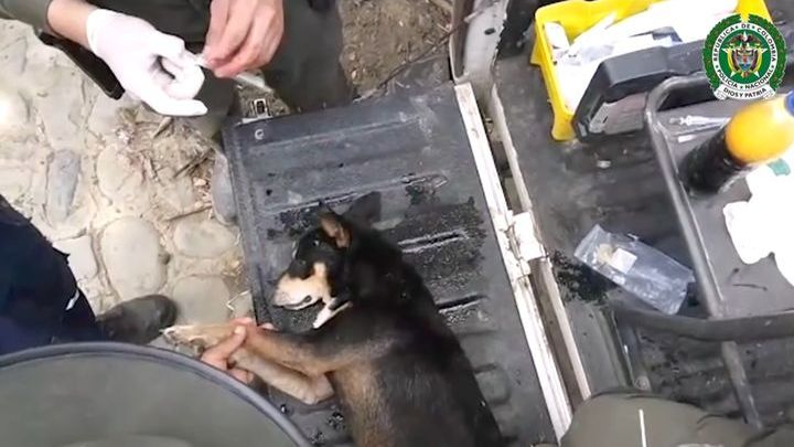 Колумбийские полицейские спасли собаку из селевого потока Колумбийские полицейские спасли собаку из селевого потока