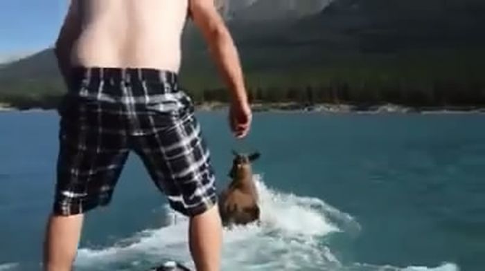Родео на лосе Родео на лосе