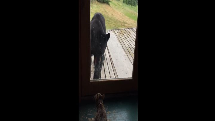 Эта кошка точно знает, как защитить своих хозяев Эта кошка точно знает, как защитить своих хозяев