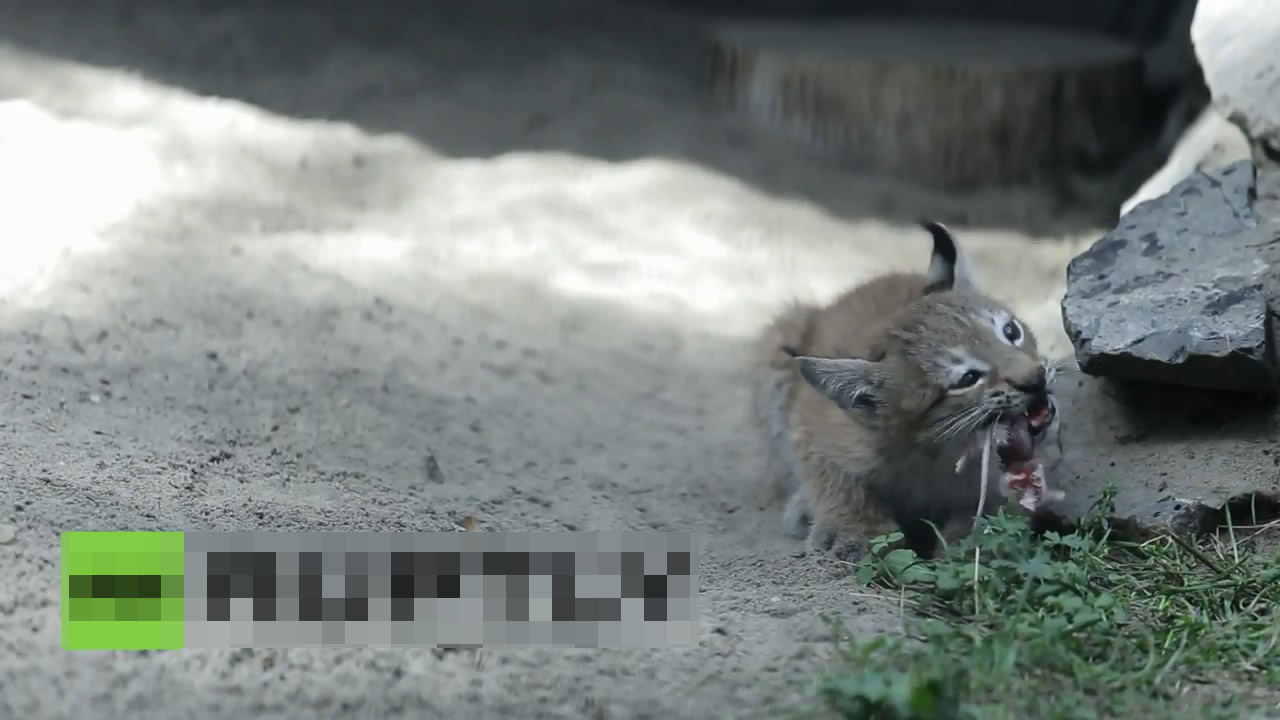 В зоопарке кошка выкормила детеныша рыси В зоопарке кошка выкормила детеныша рыси