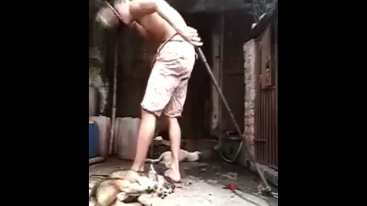 Садист пьёт кровь убитых собак Садист пьёт кровь убитых собак