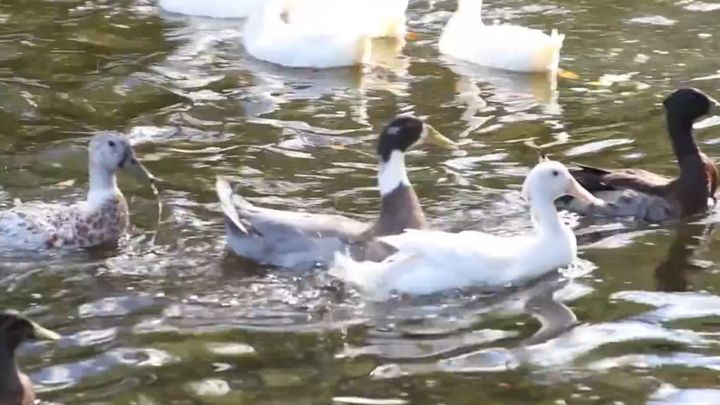 Эти утки никогда не видели воды. Но даже спасатели не были готовы к такому! Эти утки никогда не видели воды. Но даже спасатели не были готовы к такому!