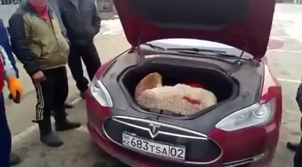 Барана прокатили в багажнике Tesla Барана прокатили в багажнике Tesla