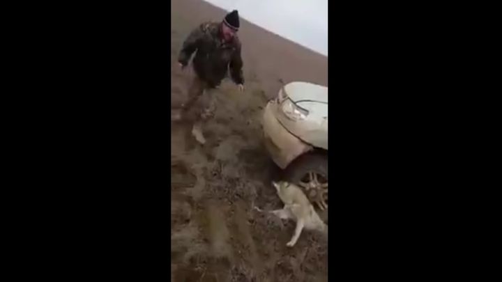 Казахские живодеры раздавили волка и издевались над умирающим животным Казахские живодеры раздавили волка и издевались над умирающим животным