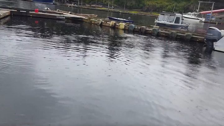 Он пристально вглядывался в неподвижную прохладную воду, а через мгновение над поверхностью показалось нечто… Вот так встреча! Он пристально вглядывался в неподвижную прохладную воду, а через мгновение над поверхностью показалось нечто… Вот так встреча!