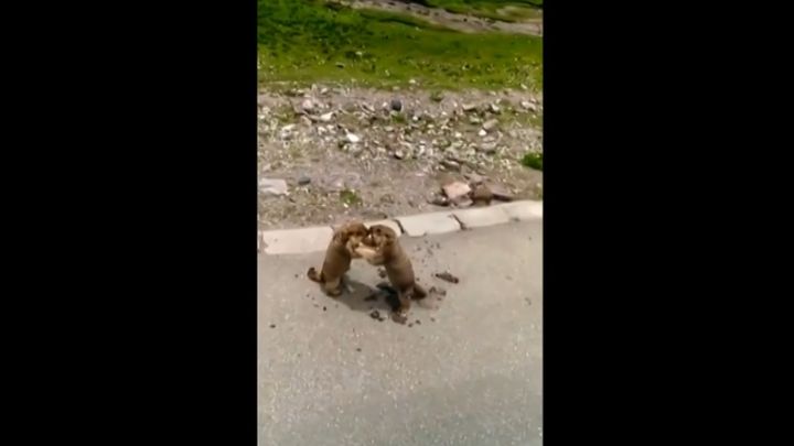 Жестокую драку двух сурков сняли на видео Жестокую драку двух сурков сняли на видео