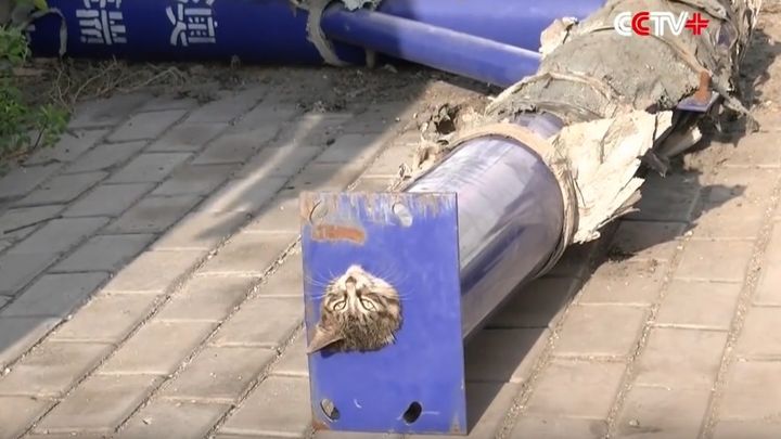 Спасение кота, застрявшего в узкой трубе Спасение кота, застрявшего в узкой трубе