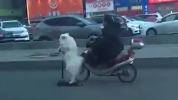 Собака на самокате сопровождает своего хозяина на мопеде Собака на самокате сопровождает своего хозяина на мопеде