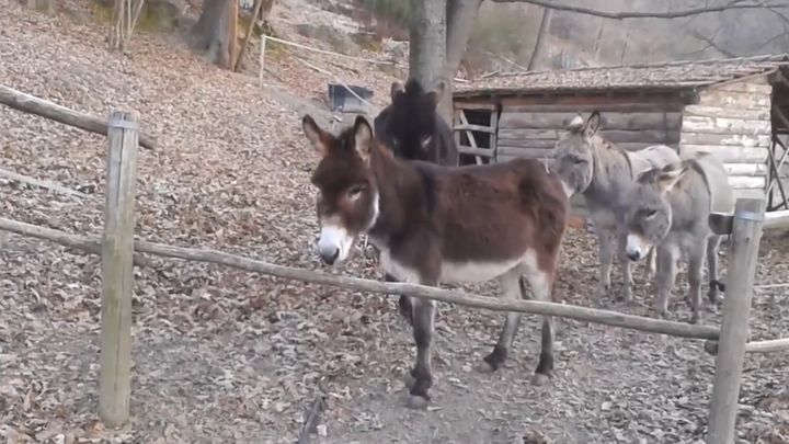 Умный ослик пришел на помощь товарищам Умный ослик пришел на помощь товарищам
