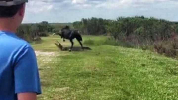 Нападение дерзкого коня на аллигатора сняли на видео Нападение дерзкого коня на аллигатора сняли на видео