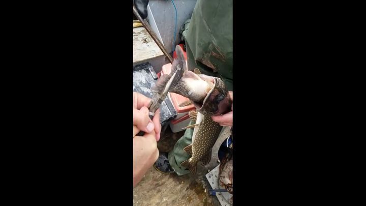 Рыбак поймал щуку с другой рыбой внутри Рыбак поймал щуку с другой рыбой внутри