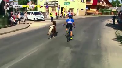 Пони присоединился к велосипедной гонке Пони присоединился к велосипедной гонке
