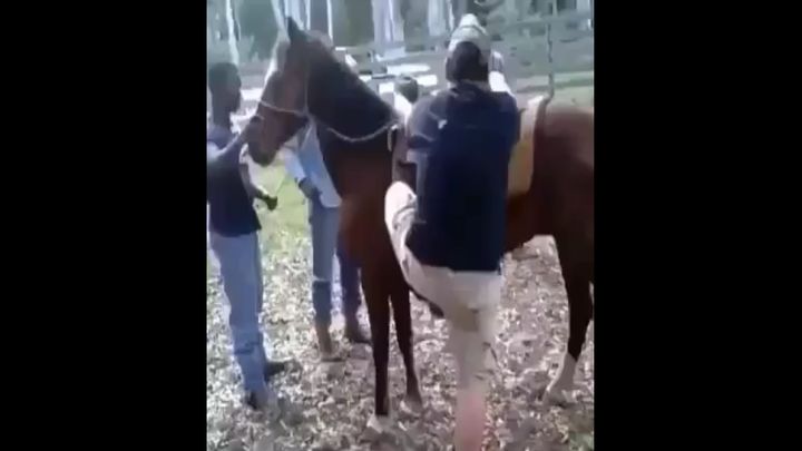 Бойся коровы спереди, а лошади сзади! Бойся коровы спереди, а лошади сзади!