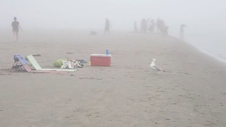 Дерзкая кража пакета чипсов на канадском пляже Дерзкая кража пакета чипсов на канадском пляже