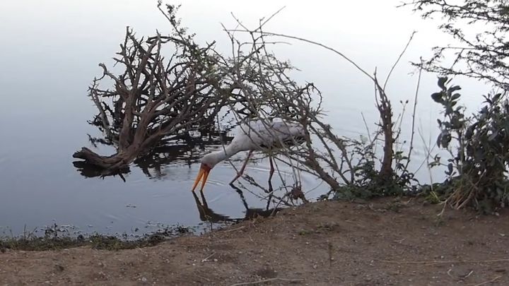 Жестокое нападение крокодила на аиста Жестокое нападение крокодила на аиста