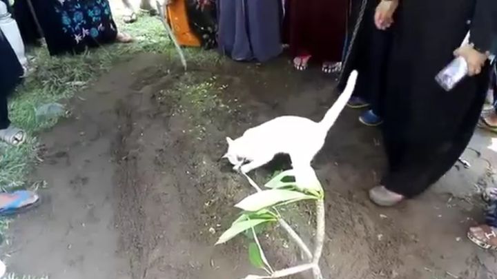 Кошка не хочет покидать могилу хозяина Кошка не хочет покидать могилу хозяина