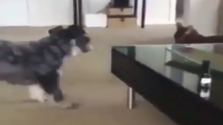 Таким взглядом можно войны выигрывать! Таким взглядом можно войны выигрывать!