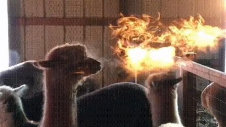 Огнедышащая альпака из Колорадо Огнедышащая альпака из Колорадо
