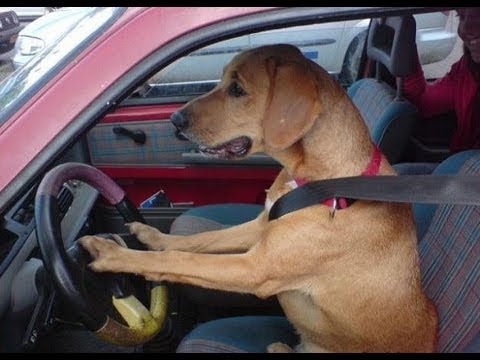 Intelligent Animals Funny Mini Compilation Intelligent Animals Funny Mini Compilation