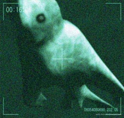 Кто он этот “Ningen.” Кто он этот “Ningen.”