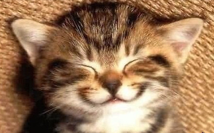 Подборка котов и кошек которые улыбаются кот, кошка, подборка, улыбка, фото