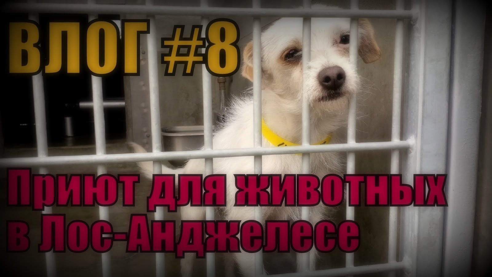 Моя жизнь в гетто: Бездомные животные в Южном Лос-Анджелесе . Моя жизнь в гетто: Бездомные животные в Южном Лос-Анджелесе .