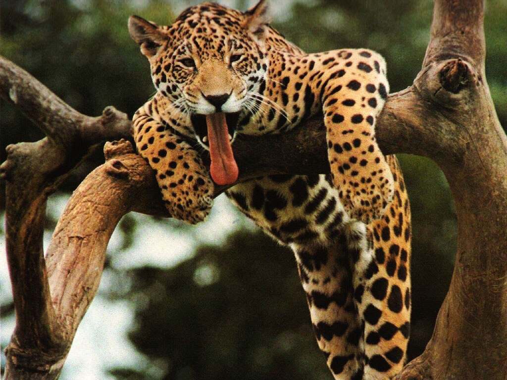53 - леопард 
