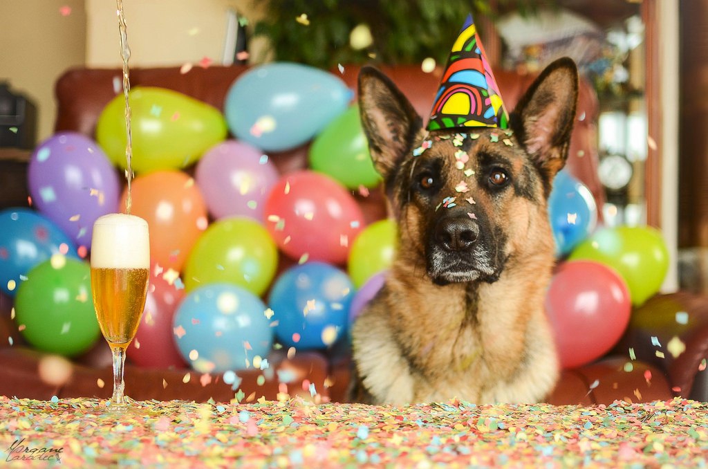 Поздравление С Днем Рождения Год Собаки