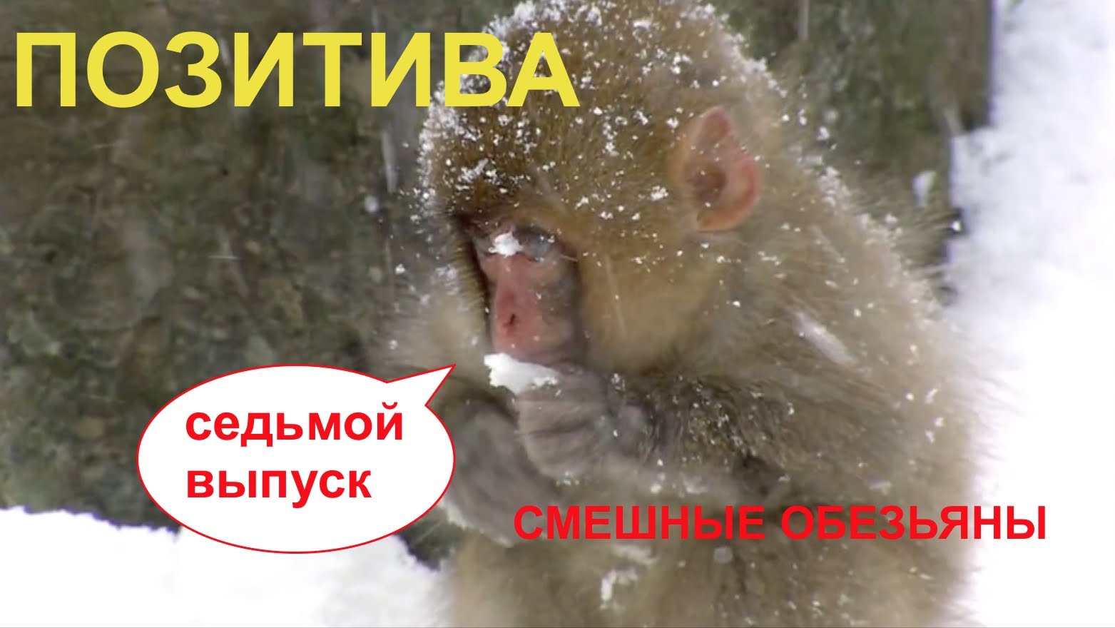 Горилла-брейкер и орангутанг - штирлиц Горилла-брейкер и орангутанг - штирлиц