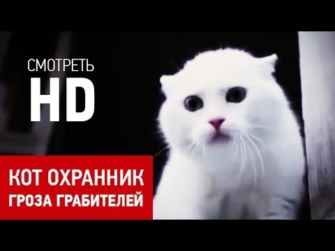 Сторожевой кот. Гроза грабителей!))) Сторожевой кот. Гроза грабителей!)))