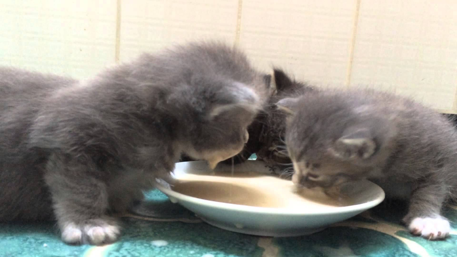 Котята впервые пробуют молоко Котята впервые пробуют молоко