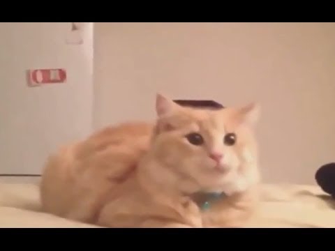Смешные и забавные фейлы наших любимцев.(Коты и кошки) Смешные и забавные фейлы наших любимцев.(Коты и кошки)
