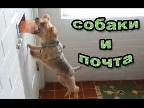 ТОП 10: СОБАКИ ненавидят ПОЧТУ (нереально смешно:) ТОП 10: СОБАКИ ненавидят ПОЧТУ (нереально смешно:)