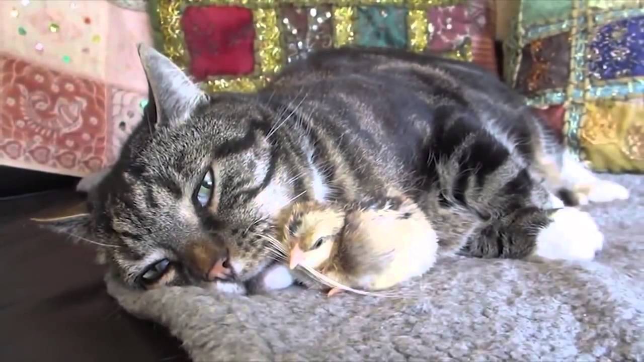 Удивительные кадры кота с цыпленком Удивительные кадры кота с цыпленком