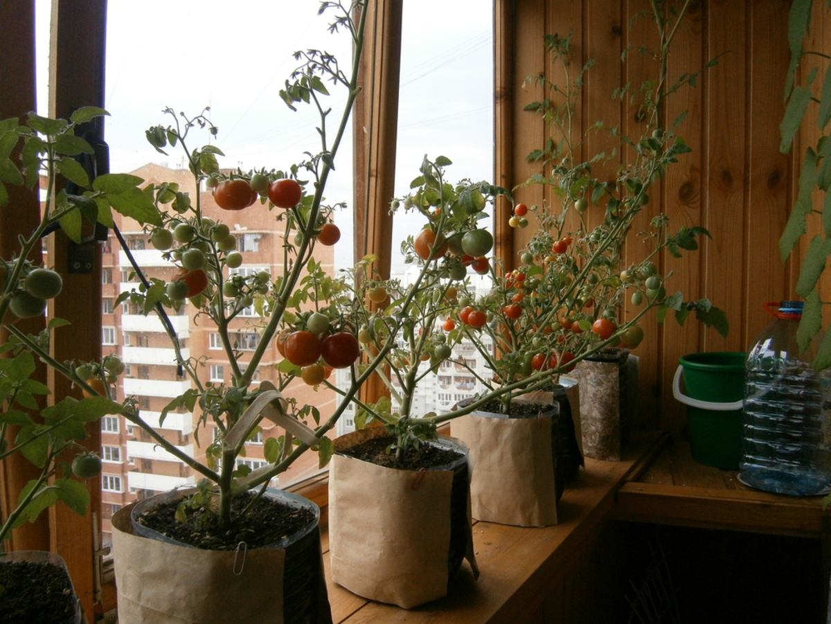 Выращивание на балконе зимой. - дизайнерские решения - катал.