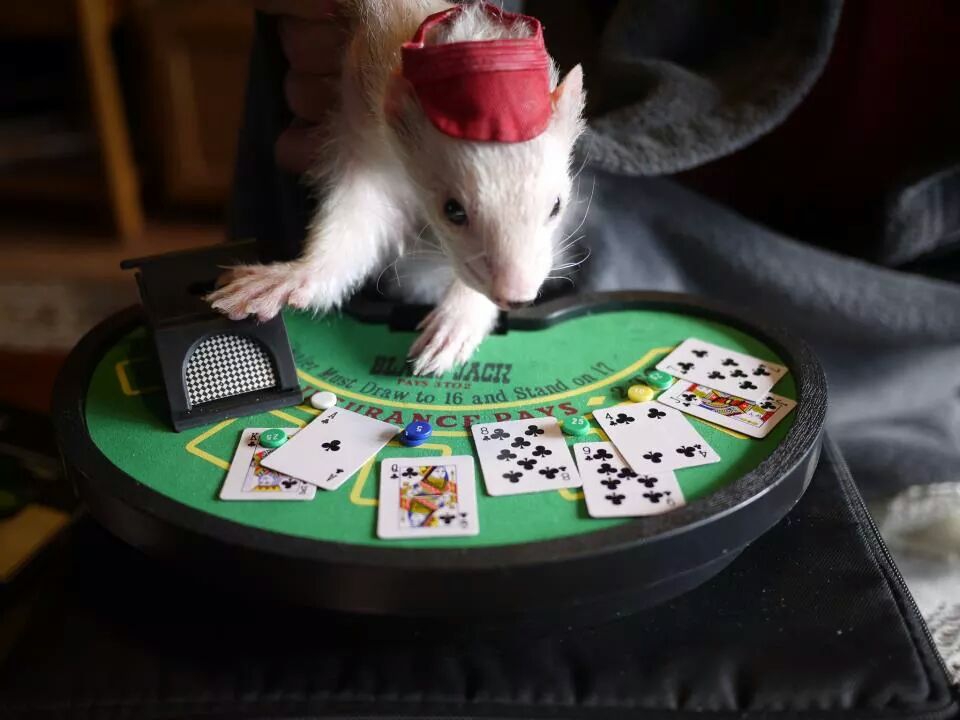 Играть в рулетку животные
