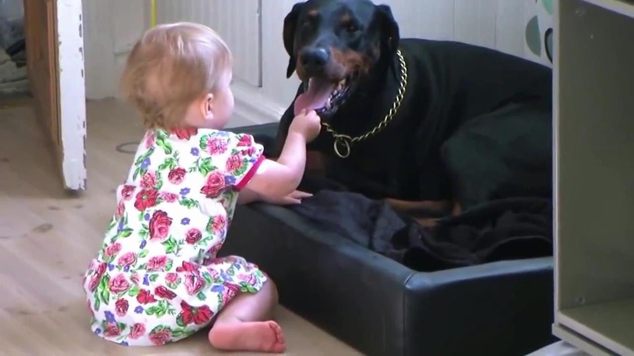 Братья наши меньшие )))) Братья наши меньшие ))))