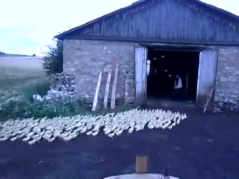 Командный голос Командный голос