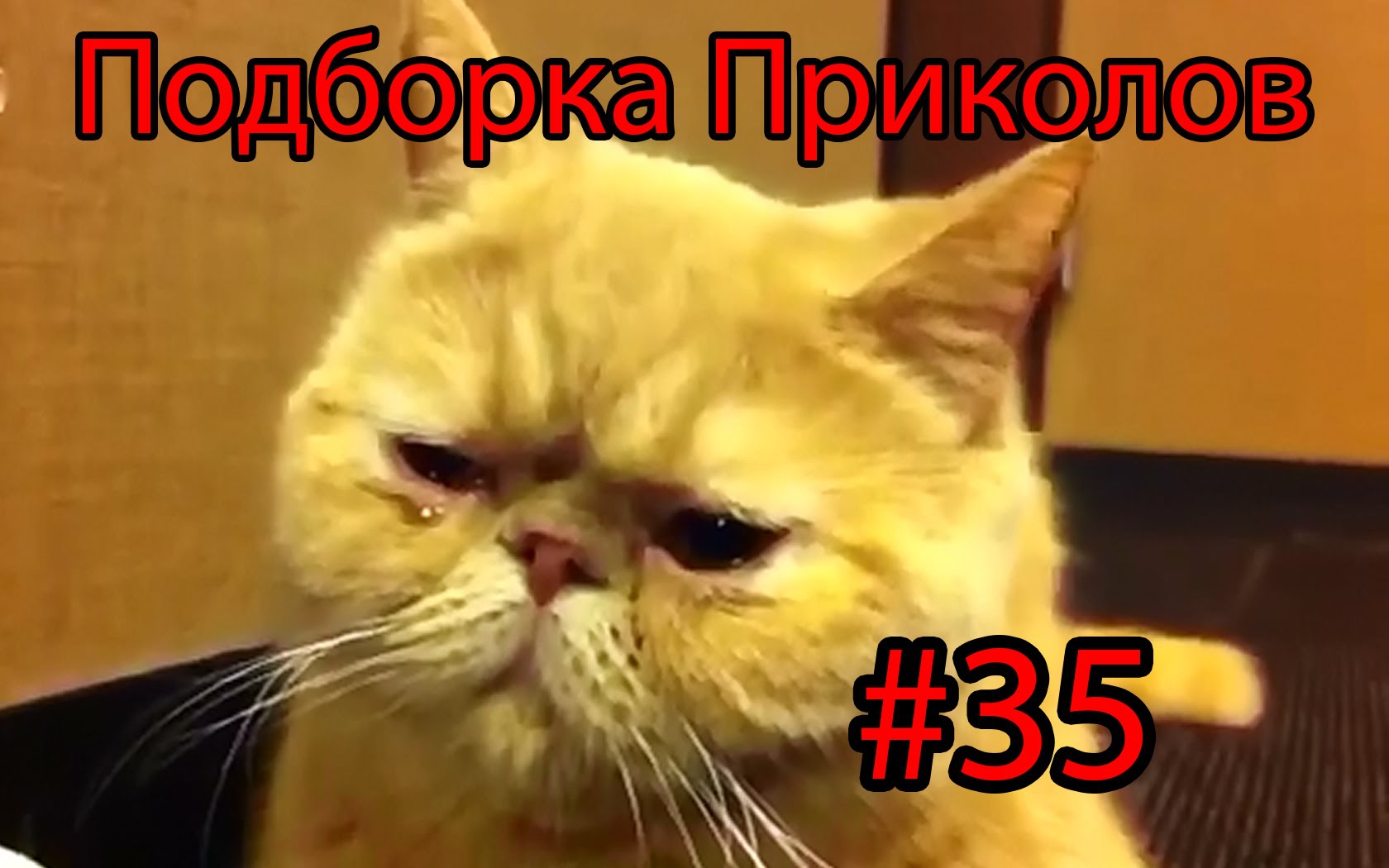 Подборка Приколов, строго не судить, спасибо Подборка Приколов, строго не судить, спасибо