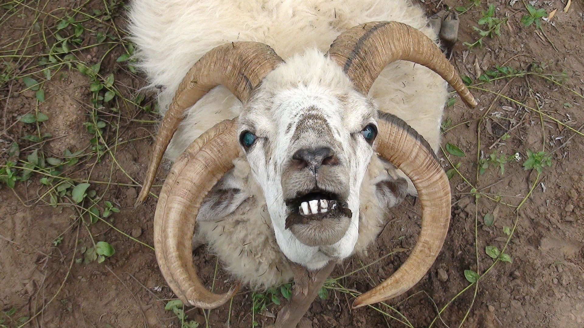 Козёл нубийский козел фото