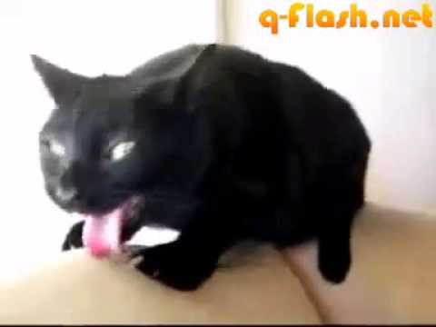 Бедный кот Бедный кот