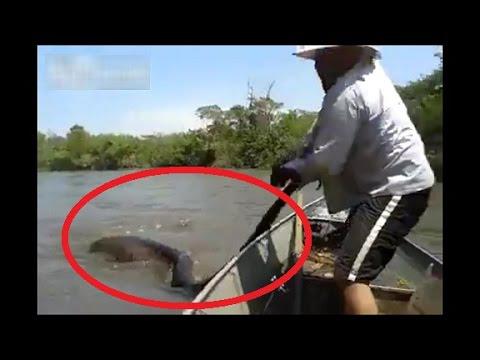 WATCH: Brazilian Men Find Giant Snake In River | Giant Yellow Anaconda | Biggest Anaconda Ever Found WATCH: Brazilian Men Find Giant Snake In River | Giant Yellow Anaconda | Biggest Anaconda Ever Found