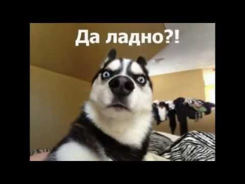 Приколы Приколы