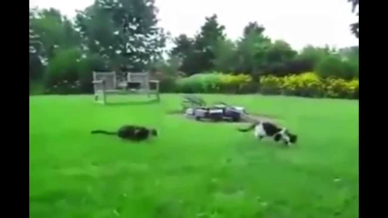 Эти забавные животные Эти забавные животные